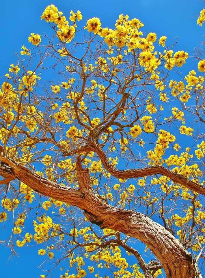 tree yellow